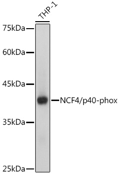 NCF4/p40-phox Monoclonal Antibody [4L9Z4]