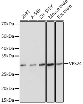 VPS24 Monoclonal Antibody [1L10B7]