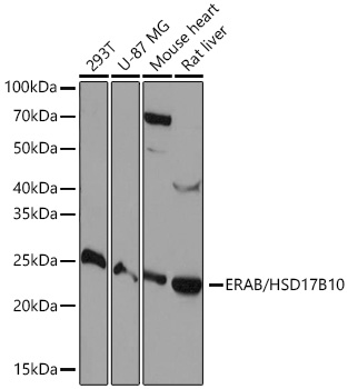 ERAB/HSD17B10 Monoclonal Antibody [3O4W10]