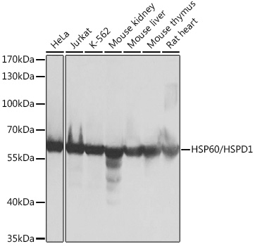HSP60/HSPD1 Polyclonal Antibody