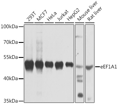 eEF1A1 Polyclonal Antibody