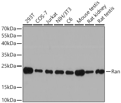 Ran Polyclonal Antibody