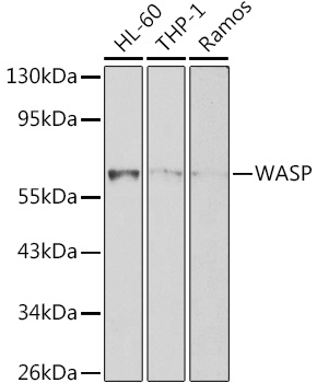 WASP Polyclonal Antibody