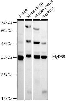 MyD88 Polyclonal Antibody