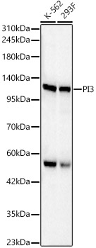 PI3 Kinase p110 beta Polyclonal Antibody