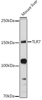 TLR7 Polyclonal Antibody