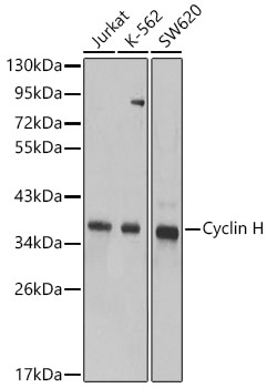 Cyclin H Polyclonal Antibody