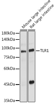TLR1 Polyclonal Antibody