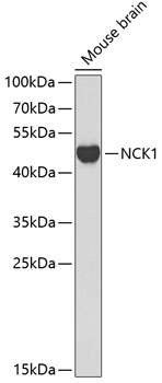 NCK1 Polyclonal Antibody