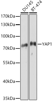 YAP1 Polyclonal Antibody