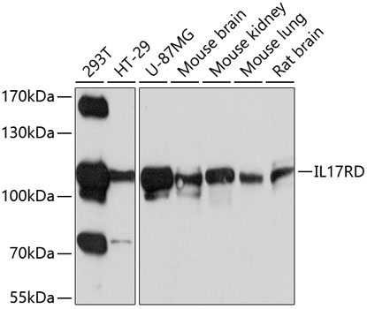 IL17RD Polyclonal Antibody