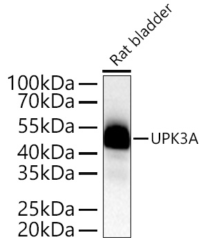UPK3A Polyclonal Antibody