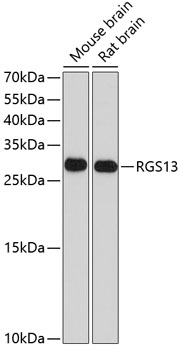 RGS13 Polyclonal Antibody