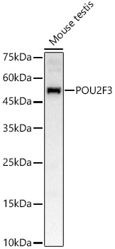 POU2F3 Polyclonal Antibody