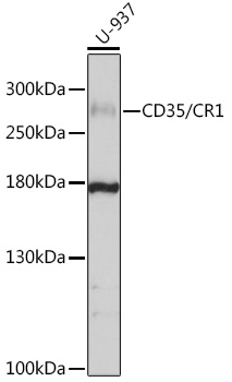 CD35/CR1 Polyclonal Antibody