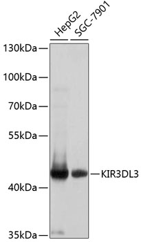 KIR3DL3 Polyclonal Antibody