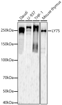 LY75 Polyclonal Antibody