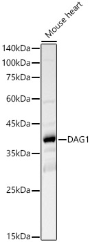 DAG1 Polyclonal Antibody