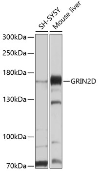 GRIN2D Polyclonal Antibody
