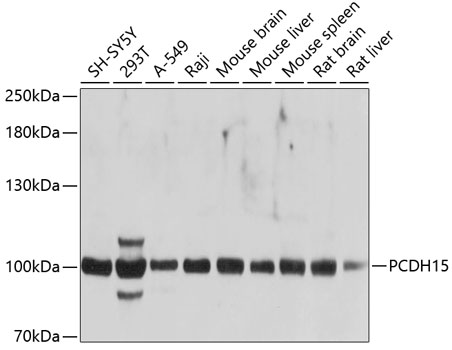 PCDH15 Polyclonal Antibody