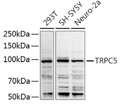 TRPC5 Polyclonal Antibody