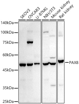 PAX8 Polyclonal Antibody