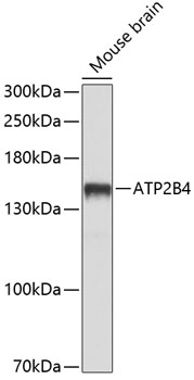 ATP2B4 Polyclonal Antibody
