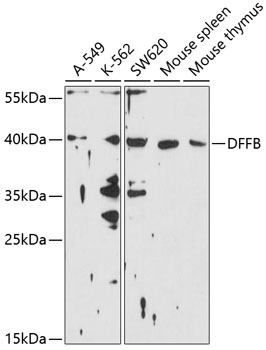 DFFB Polyclonal Antibody