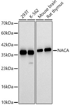 NACA Polyclonal Antibody