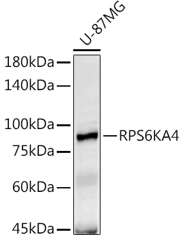 RPS6KA4 Polyclonal Antibody