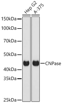CNPase Polyclonal Antibody
