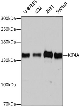 KIF4A Polyclonal Antibody
