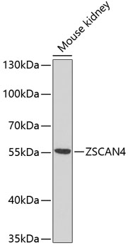ZSCAN4C Polyclonal Antibody
