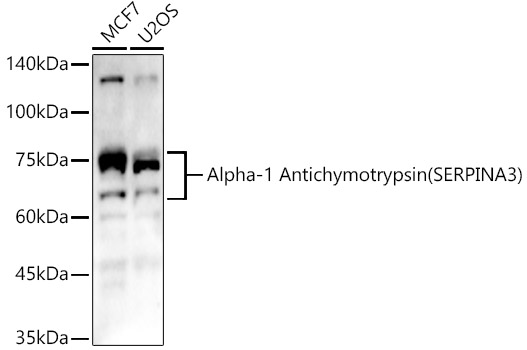 Alpha-1 Antichymotrypsin (SERPINA3) Polyclonal Antibody