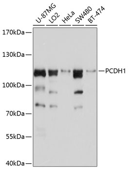 PCDH1 Polyclonal Antibody