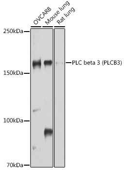 PLC beta 3 (PLCB3) Polyclonal Antibody
