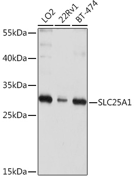 SLC25A1 Polyclonal Antibody