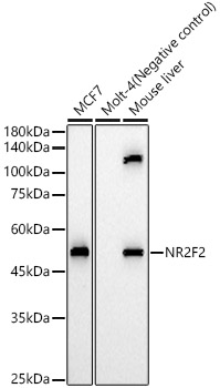 NR2F2 Polyclonal Antibody