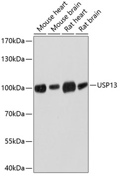 USP13 Polyclonal Antibody