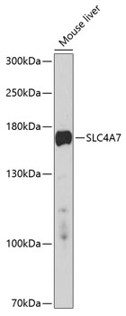 SLC4A7 Polyclonal Antibody