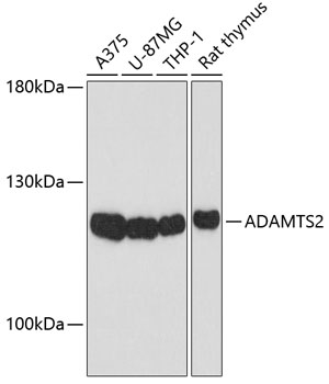 ADAMTS2 Polyclonal Antibody&nbsp;<img src="images/icon_newarrival.gif" alt="new" border="0">