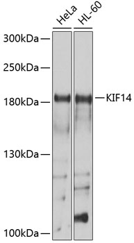 KIF14 Polyclonal Antibody