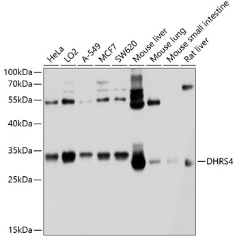 DHRS4 Polyclonal Antibody