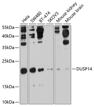 DUSP14 Polyclonal Antibody