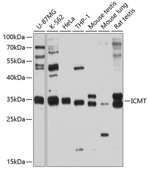 ICMT Polyclonal Antibody