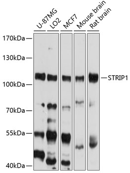 STRIP1 Polyclonal Antibody
