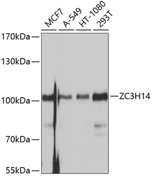 ZC3H14 Polyclonal Antibody