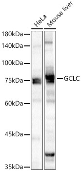 GCLC Polyclonal Antibody
