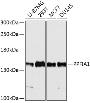 PPFIA1 Polyclonal Antibody