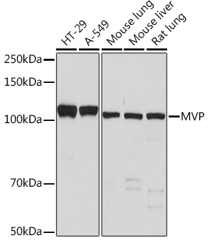 MVP Monoclonal Antibody [4S1H7]